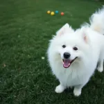Pies Samoyed – opis rasy, wymagania